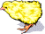chick.wmf (6808 bytes)