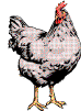 hen.gif (8870 bytes)